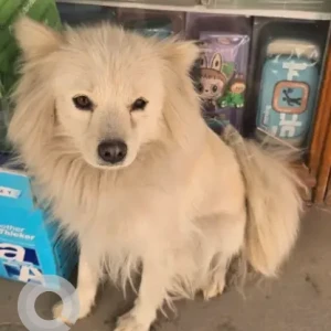 A White Spitz Dog Found from Swoyambhu