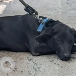 A Black Indie mix Dog Found from Hennur, near cancure pet clinic-2