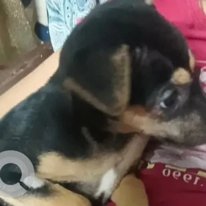 A Black and Brown Indie Dog Missing from Jadavpur, Kolkata