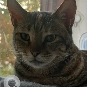 A Grey-White Mix Arabian Mau Cat Missing from Heritage Village BBQ, Fujairah-2