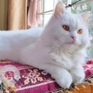 A White Persian Cat Missing from Malleshwara, Bengaluru