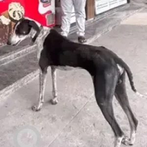 A Black and White Mudhol Hound Dog Found from Anjanapura