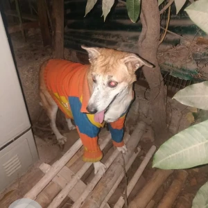 A White-Brown Mix Indie Dog Missing from Mansarovar park DDA flats