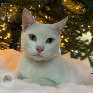 A White Domestic Shorthair Cat Missing from Springs 15