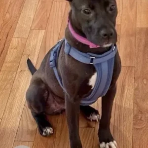 A Black Mix Dog Missing from area of Goldfinch Dr./Locust.