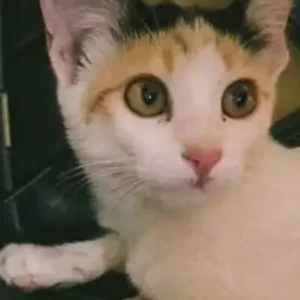A Grey-White Mix Indie Cat Missing from Kalyan Nagar