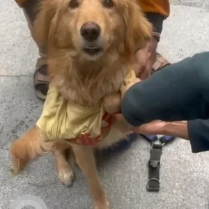 A Brown Indie Dog Found from A block, Dlf phase 1-2