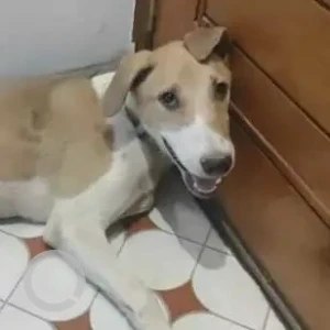 A White-Brown Mix Indie Dog Missing from Madhuban Park, Near Preet Vihar