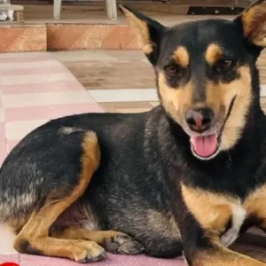 A Black and Brown Indie Dog Missing from New Delhi