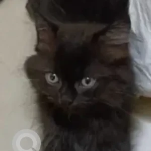 A Black Indie Cat Missing from Kathbada Road, Washermanpet