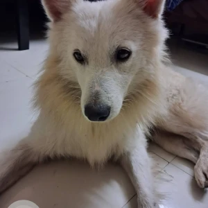 A White Pomeranian Dog Found from KRB Engineering, Keshav Nagar road