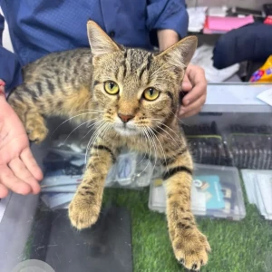 A Black and Brown Indie Cat Missing from Lokhandwala Market, Andheri West