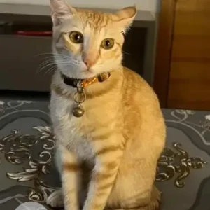 A White-Brown Mix Indie Cat Missing from 7th main, 7th cross, Bikasipura