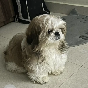 A White-Brown Mix Shih Tzu Dog Missing from Bommasandra-2