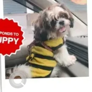 A White-Brown Mix Shih Tzu Dog Missing from J. P. Nagar, Bengaluru