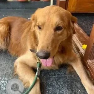 A Brown Golden Retriever Dog Found from Shirke, Kengeri, Falcon hypermarket