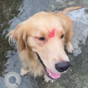 A Light Brown Golden Retriever Cross Dog Missing from nayabazaar khusibu arora cafe