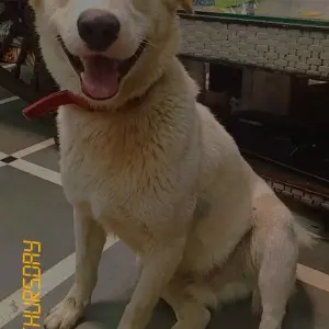 A White Indie Dog Missing from Bhalswa Dairy, Rajeev nagar-2