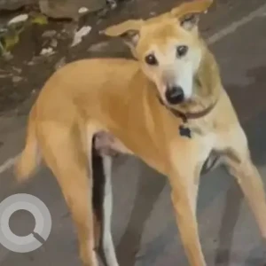 A White-Brown Mix Indie Dog Missing from Coffee Day Basaveshwaranagar