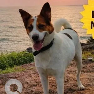 A White-Brown Mix Indie Dog Missing from H No.5, Kasarvarnem, Pernem