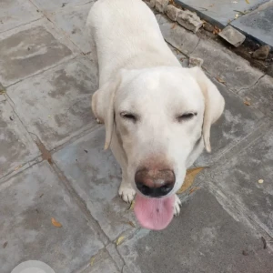 A White Labrador Dog Found from Koodal Nagar, Madurai-3
