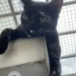 A Black and Brown Black Tortie Cat Missing from Gejjagalli, JP nagar