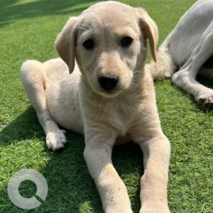 Female Indie Dog Adoption for Adoption in Ahmedabad