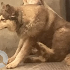 A White and Grey Husky Dog Missing from Aldona