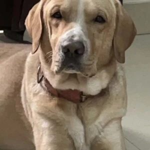 A White-Brown Mix Labrador Dog Missing from Kavi Nagar, Ghaziabad