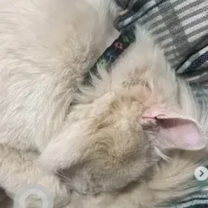 A White-Brown Mix Persian Cat Found from Hoskote-2