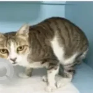 A White-Brown Mix Domestic Shorthair Cat Missing from Mudon Al Ranim 3