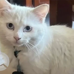A White Domestic Shorthair Cat Found from Dubai Canal British School Parking