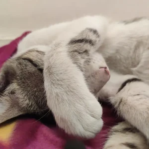 A Grey-White Mix Indie Cat Missing from Hinjewadi-3