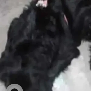 A Black Indie Dog Missing from Delhi - NCR-3