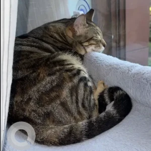 A Grey-White Mix Arabian Mau Cat Missing from Heritage Village BBQ, Fujairah