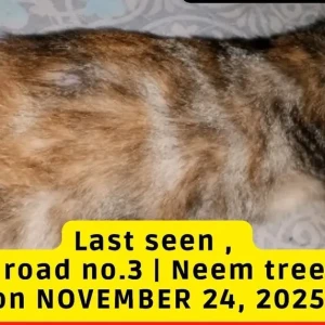 A Black and Brown Indie Cat Missing from Jamshed road no.3-2