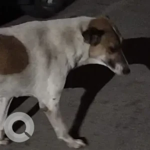 A White-Brown Mix Indie Dog Found from G-block, Preet vihar society