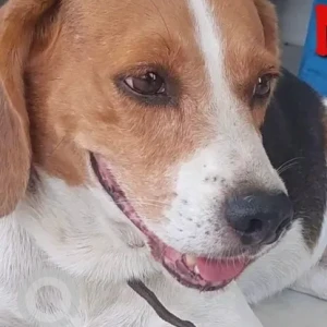 A White-Brown Mix Beagle Dog Missing from Chennai-2