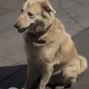 A Golden Labrador Retriever Dog Found from Parvati Paytha, Pune