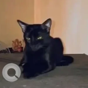 A Black Indie Cat Missing from Chennai