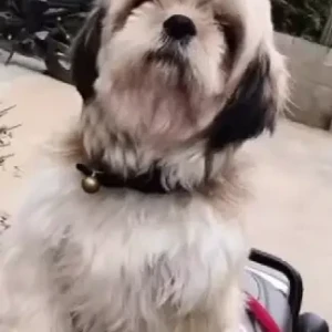 A White-Brown Mix Shih Tzu Dog Missing from Manjula enclave road, Chikkabidarakallu-2