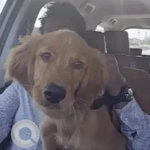 A Brown Golden Retriever Dog Missing from -3