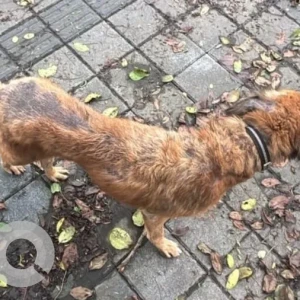 A Black and Brown Indie Dog Missing from Pune