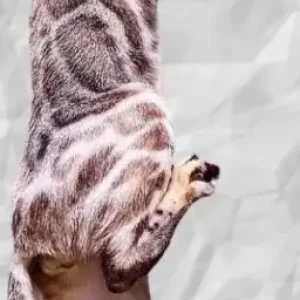 A Other Snow Lynx Bengal Cat Missing from Dubai Hills, near golf club-2