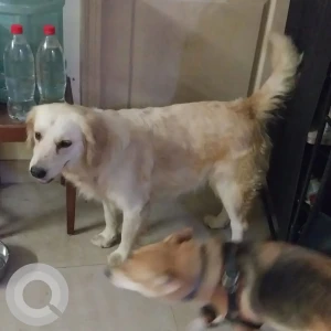 A White-Brown Mix Golden Retriever Dog Missing from Sector 137, Noida