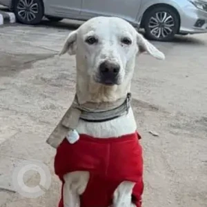 A White Indie Dog Missing from Naveen Niketan park