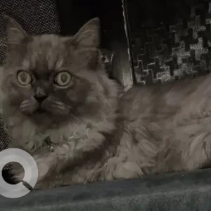 A Black and White Indie Cat Missing from Kandivali West