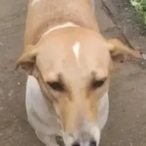 A White-Brown Mix Indie Dog Missing from Sector17, Roadpali Kalamboli-2