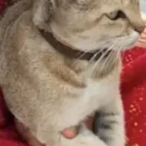 A White-Brown Mix Domestic Shorthair Cat Missing from Lokanthali Manohara Park, Bhaktapur-2