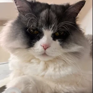 A Black and White Persian Cat Missing from Damac Lagoons Santorini